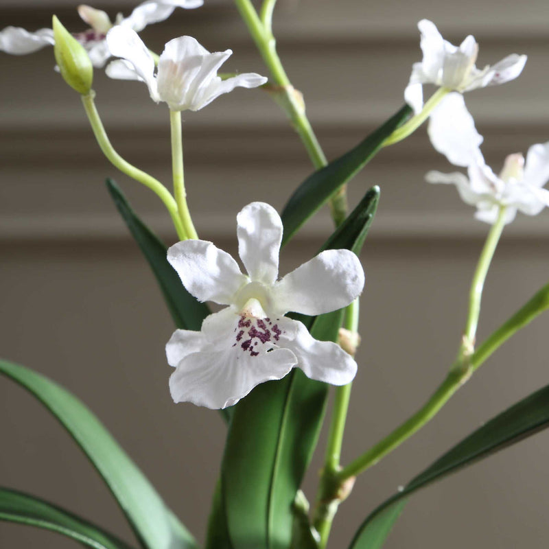 Clovis - Orchid Drop-In - White