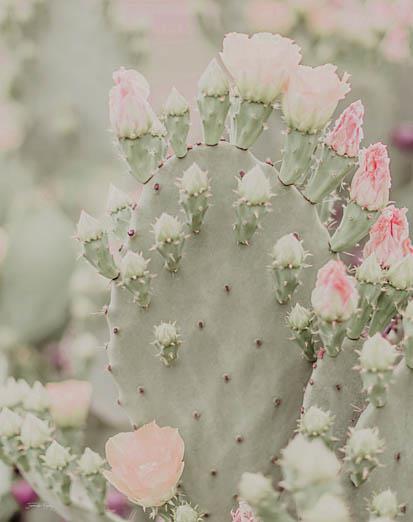 Blooms Abound III By Jennifer Rigsby (Small) - Gray
