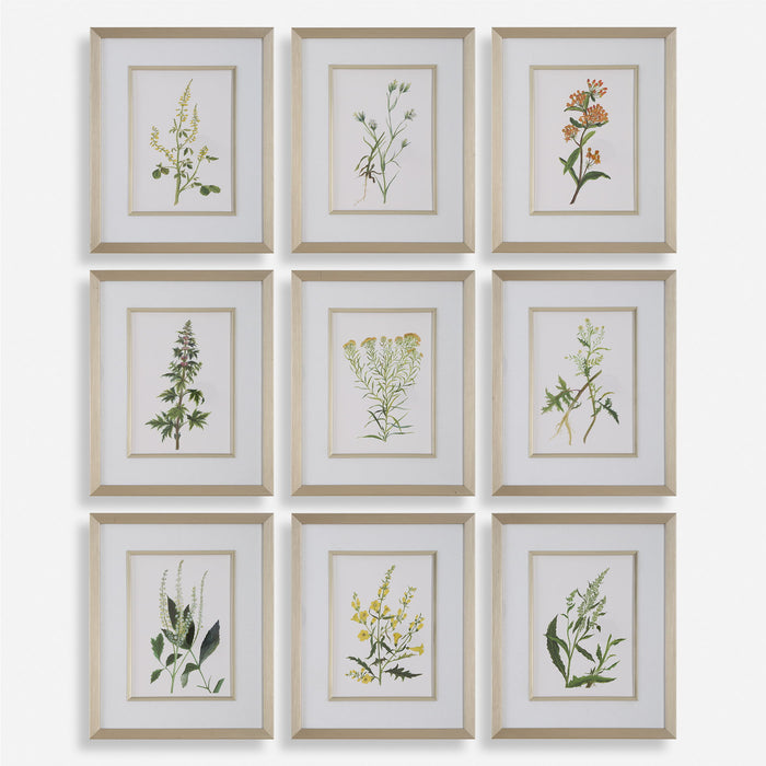 Botanical Flowers - Framed Prints (Set of 9)