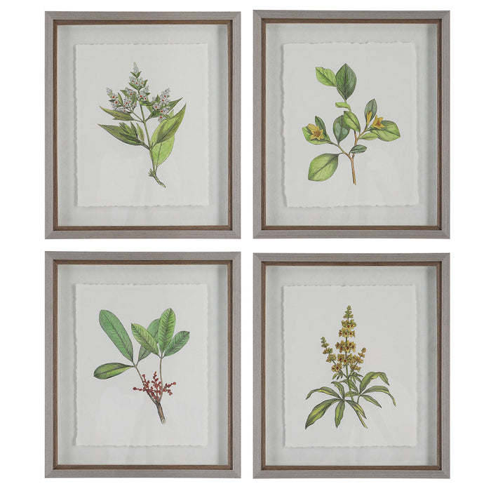 Wildflower Study - Framed Prints (Set of 4)