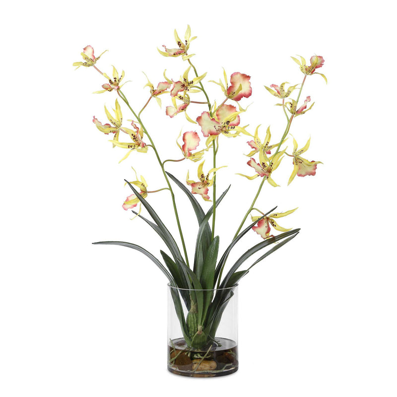Spider - Orchid In Glass Vase - Green,Pink,Yellow