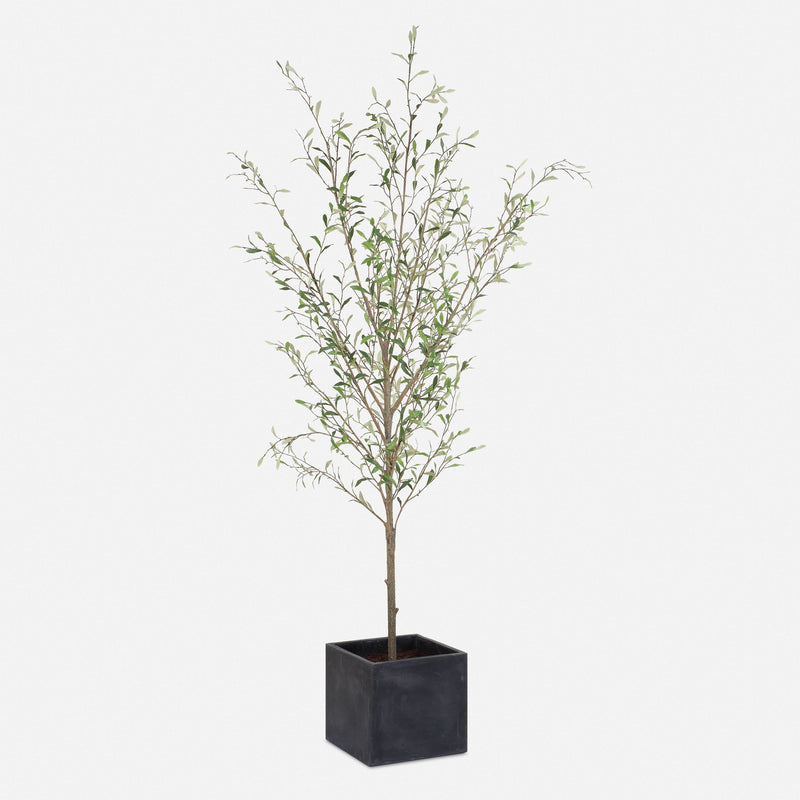 Abundance - Potted Olive Tree - Black