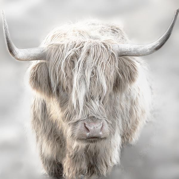 Soft Solo Highland By Danita Delimont - Gray