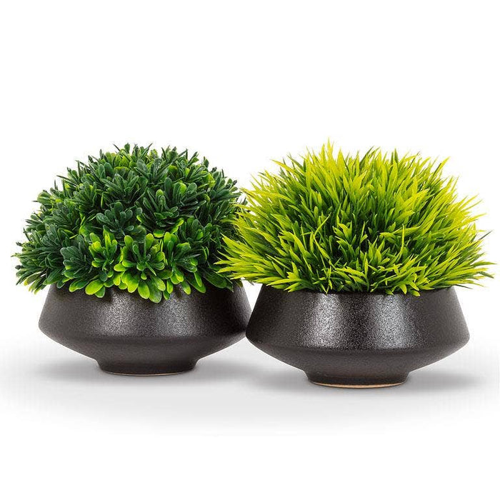 Grassy Plant in Low Pot-2 Assorted-4"H