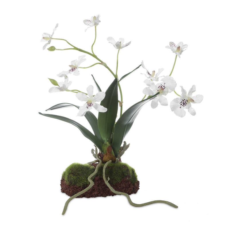 Clovis - Orchid Drop-In - White