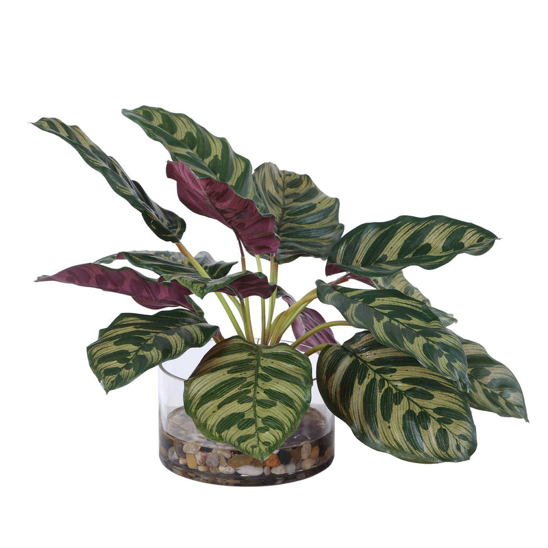 Peacock - Plant Accent - Green