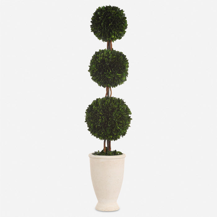 Preserved Boxwood - Triple Topiary - Green