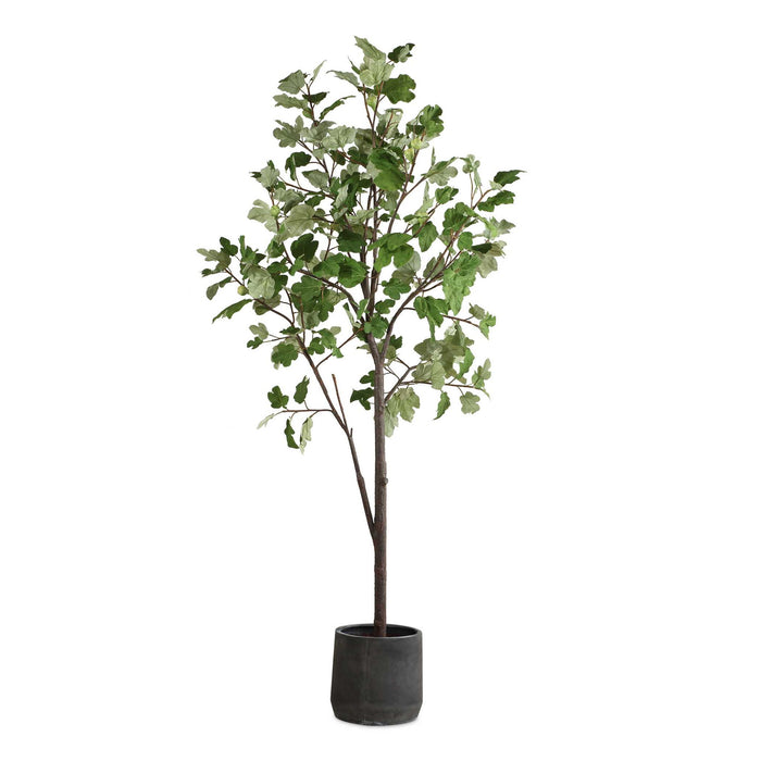 Eden - Potted Fig Tree - Green