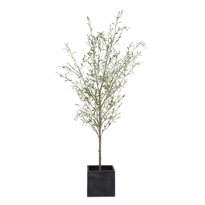 Abundance - Potted Olive Tree - Black