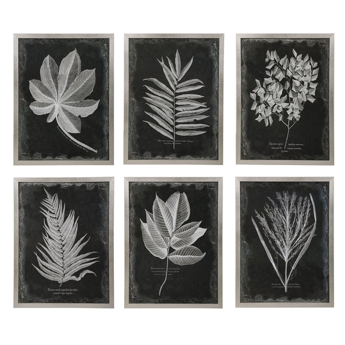 Foliage - Framed Prints (Set of 6) - Black