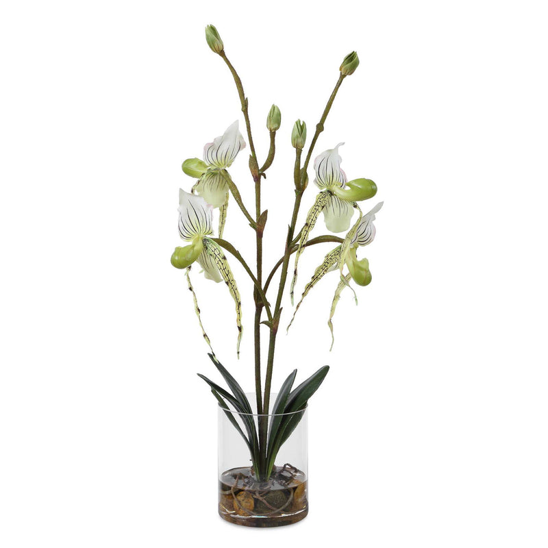 Lady - Slipper Orchid In Glass Vase - Green,White