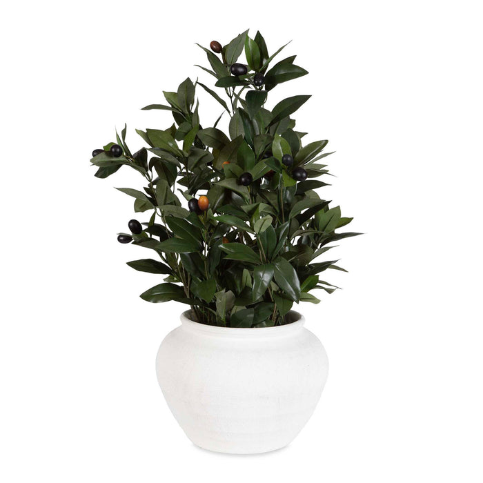 Elena Olive - Centerpiece - White