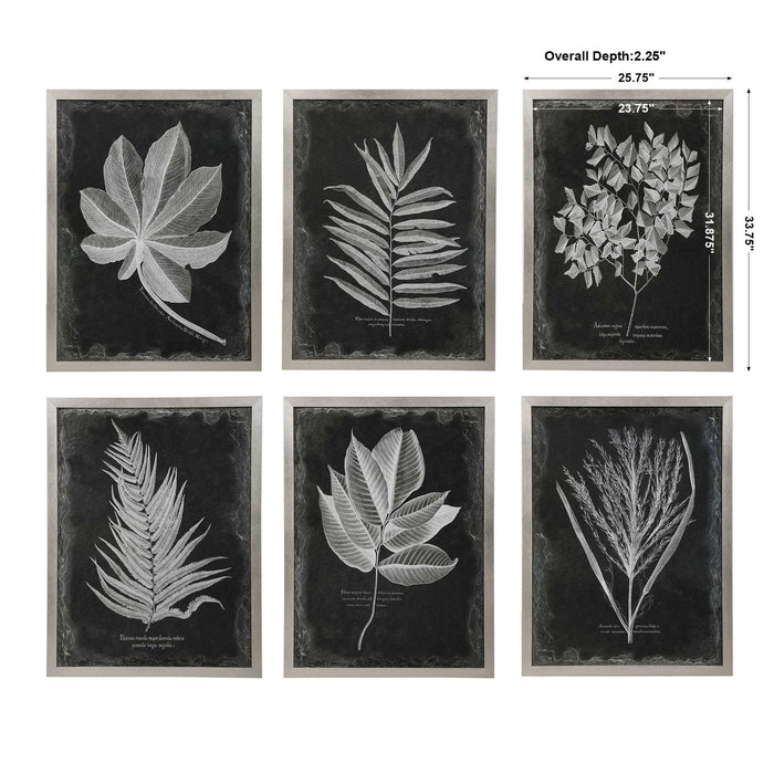 Foliage - Framed Prints (Set of 6) - Black