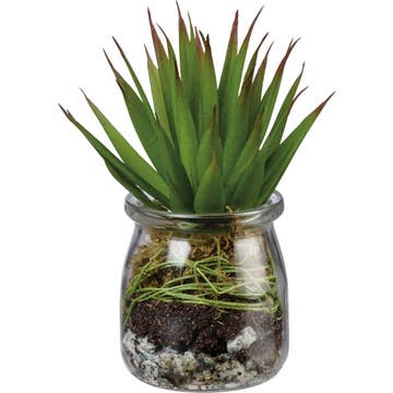 Aloe Succulent Jar