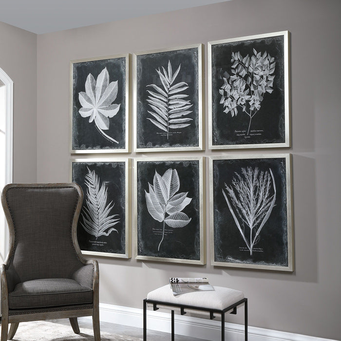 Foliage - Framed Prints (Set of 6) - Black