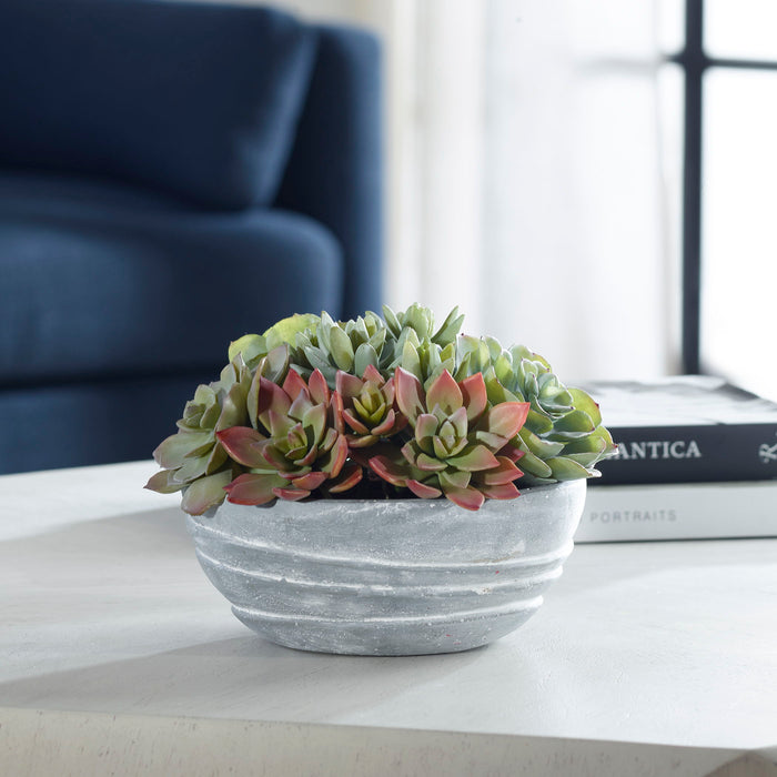 Peoria - Succulent Accent - Gray