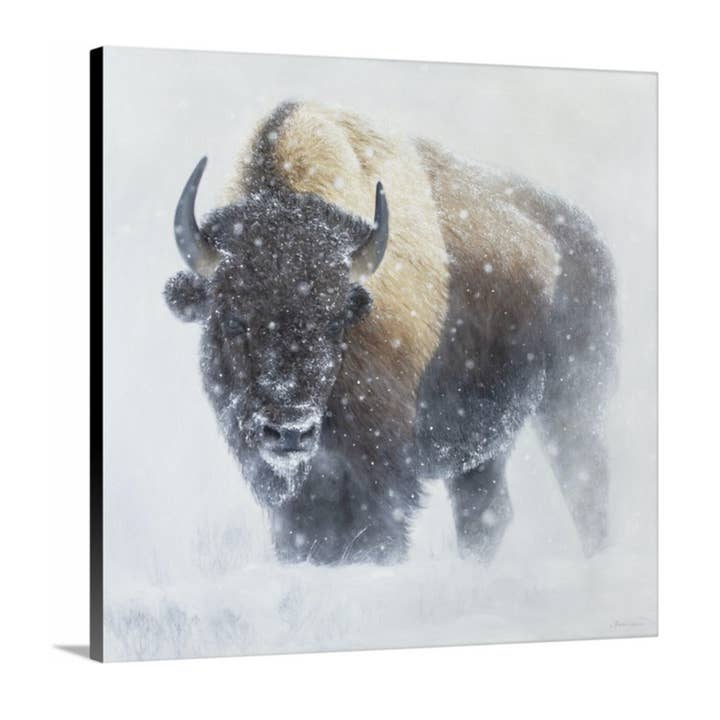 Whiteout - Yellowstone Bison in Winter - Animal Art Print | 36x36