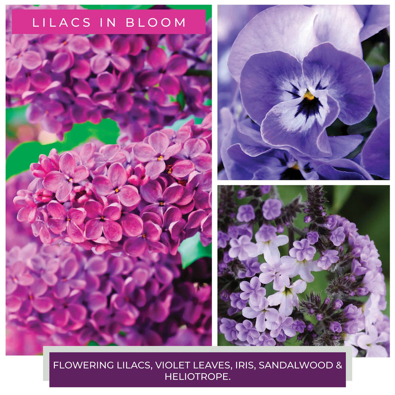 KOTL Papa Candle (34oz.) – Lilacs In Bloom