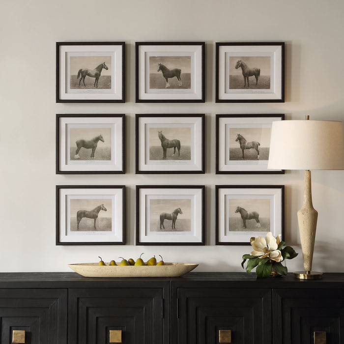 Equine Dynasty - Framed Prints (Set of 9)