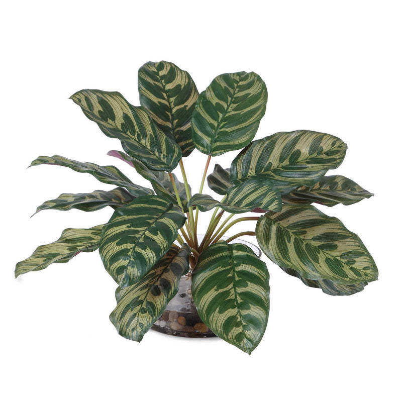 Peacock - Plant Accent - Green