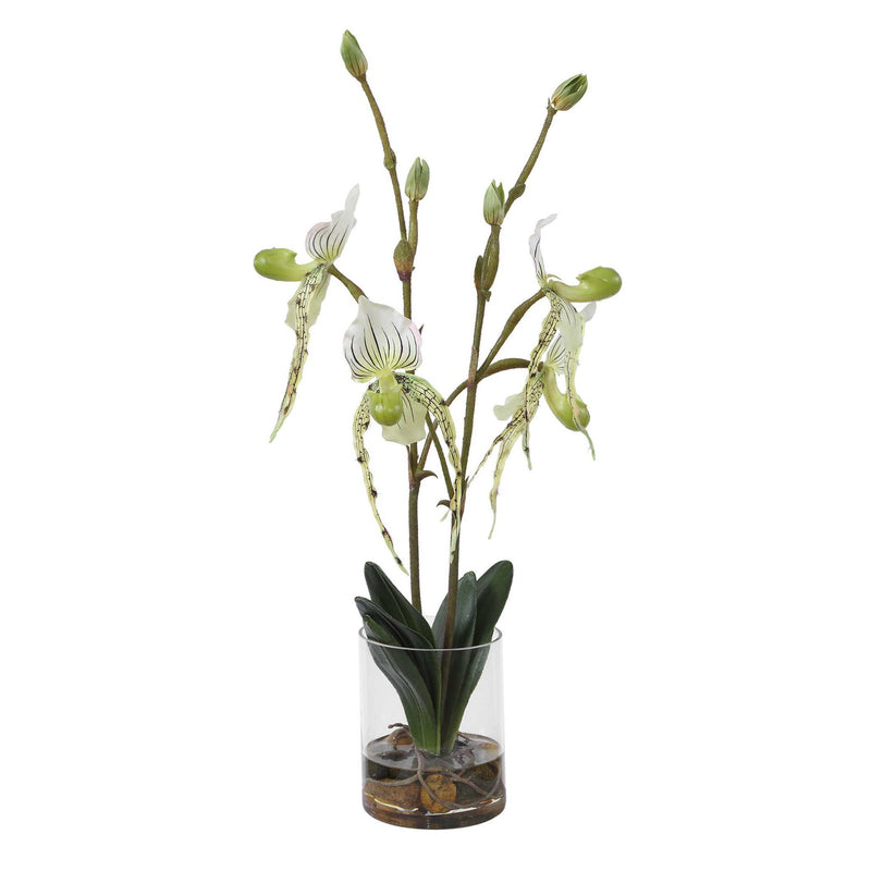 Lady - Slipper Orchid In Glass Vase - Green,White