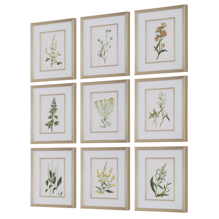 Botanical Flowers - Framed Prints (Set of 9)