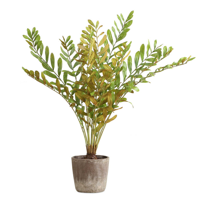 Zamia - Palm Accent In Planter - Green
