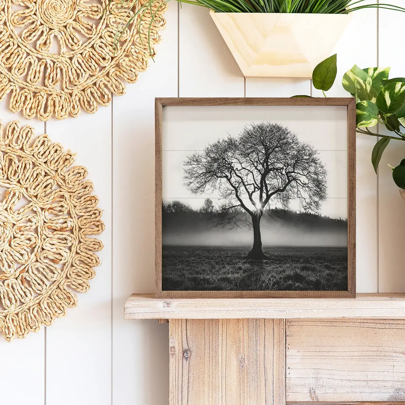 Alone Tree Picture