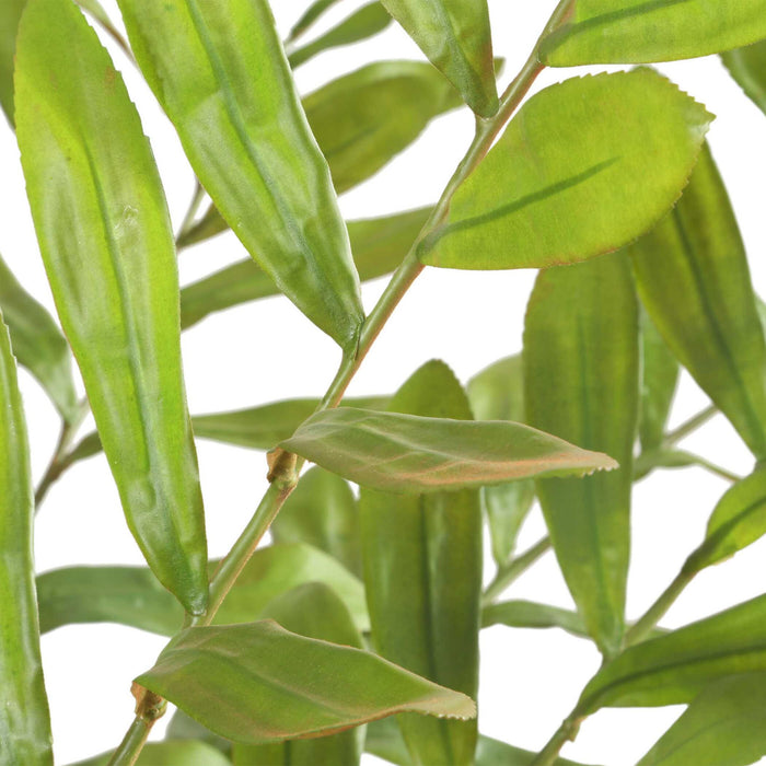 Zamia - Palm Accent In Planter - Green