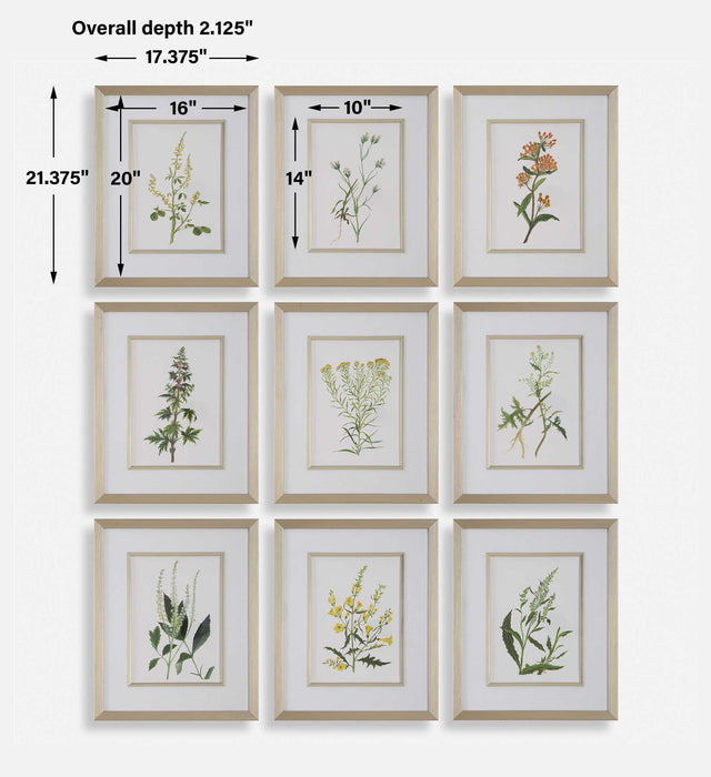 Botanical Flowers - Framed Prints (Set of 9)