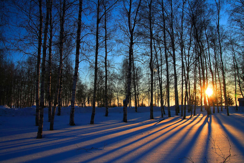 Tempered Glass With Foil - Sunset Forrest - Blue