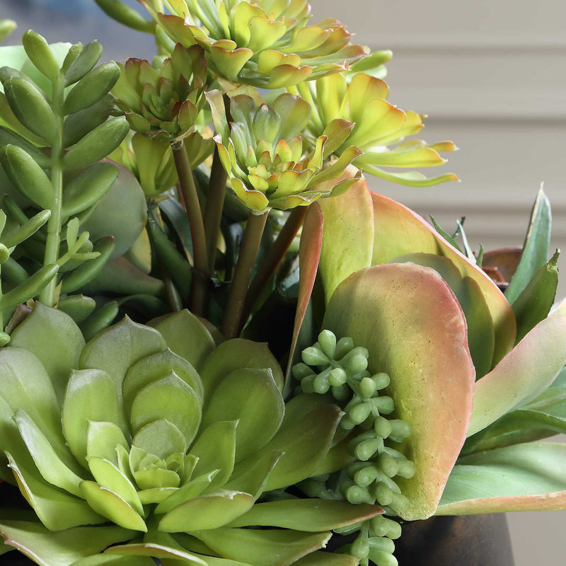Mico - Indoor-Outdoor Succulent Centerpiece - Black,Green