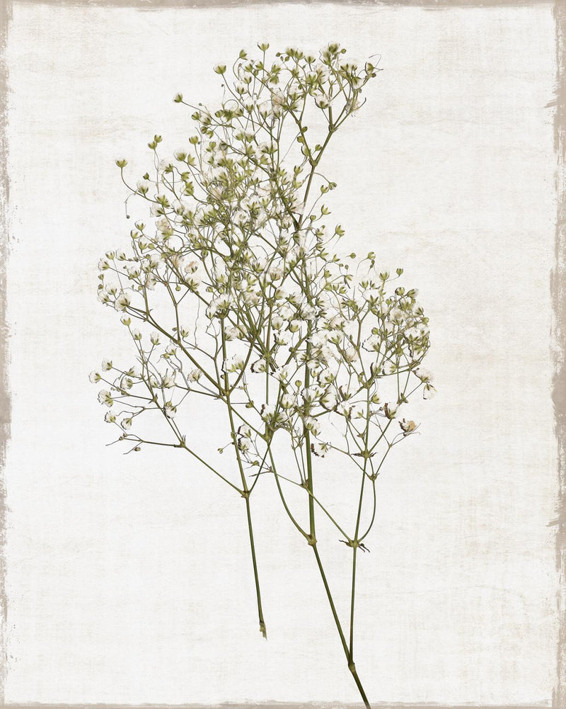 Farmhouse Pressed Flower I By Natalie Carpentieri - Pearl Silver