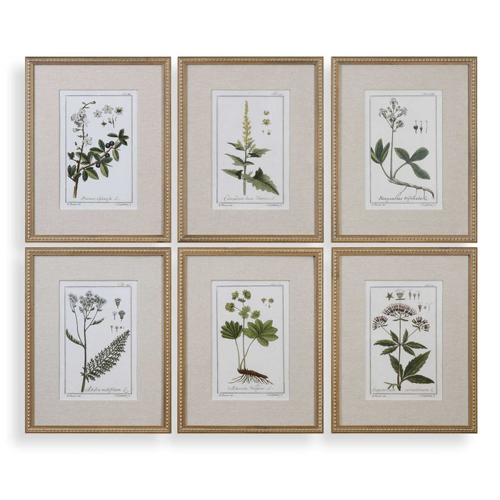 Green Floral Botanical Study - Prints (Set of 6) - Green